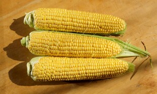 新鲜玉米棒摆放在木桌上