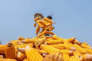 农民劳作于金黄玉米堆旁