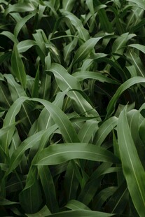 茂盛的玉米植株