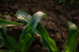 玉米叶片病害特写