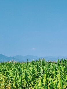 翠绿玉米田 