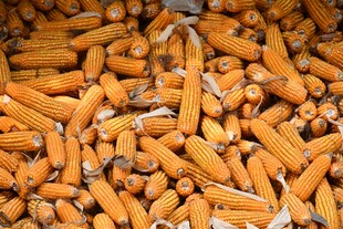 饱满玉米堆