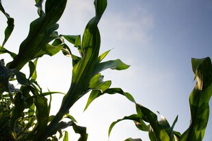 阳光下的玉米植株