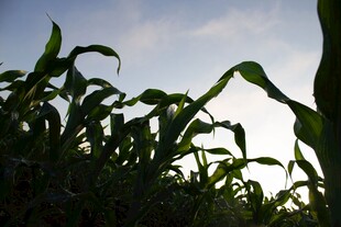 夕阳下的玉米植株剪影