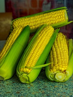 新鲜玉米棒