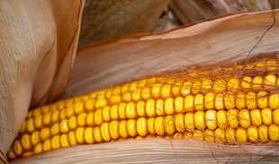 金黄饱满的成熟玉米棒