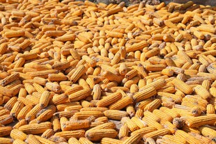 金黄饱满的玉米