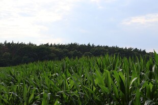 广袤玉米田与远处树林