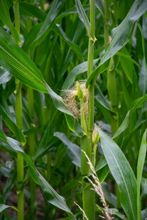 田间嫩绿玉米植株