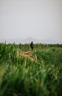 田野 