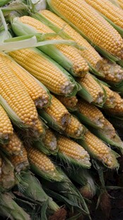 金黄饱满的新鲜玉米堆