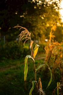 夕阳下的田野植物美景