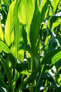 翠绿玉米植株生机勃勃