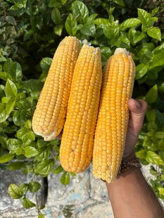 手捧三根新鲜甜玉米