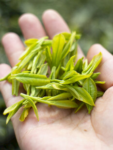 手中鲜嫩的茶叶