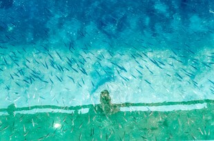 海边孤独身影
