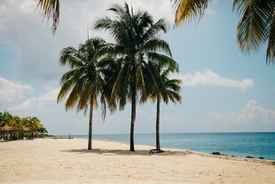 海边椰树沙滩美丽景致