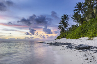 海边椰林日落美景