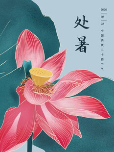 处暑时节娇艳荷花绽放