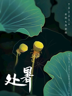 处暑时节荷花荷叶景致