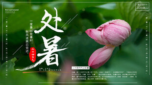 处暑时节的娇艳荷花