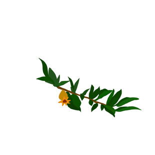 石榴枝
