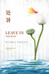 处暑时节荷花水中绽放