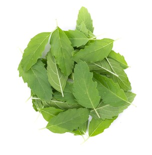 薄荷叶