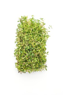 鲜绿茂盛的迷你苔藓植物