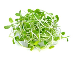 新鲜水培豆芽