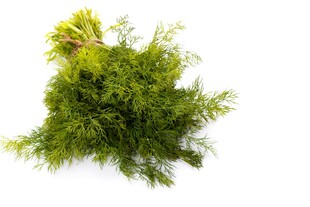 翠绿蓬松的新鲜茴香