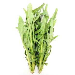 新鲜嫩绿的蒲公英菜