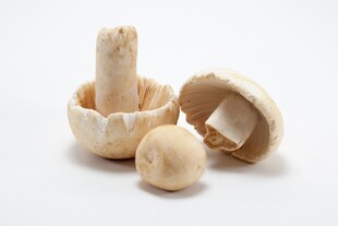 新鲜蘑菇 