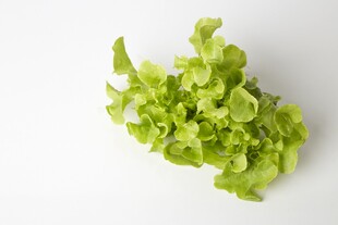 新鲜生菜特写