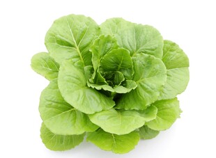 新鲜生菜