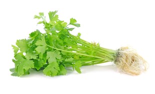 新鲜香菜带根 