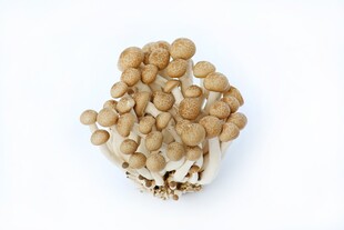 新鲜蟹味菇特写