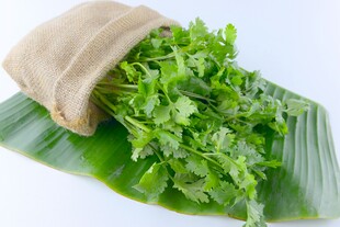新鲜香菜置于粽叶上