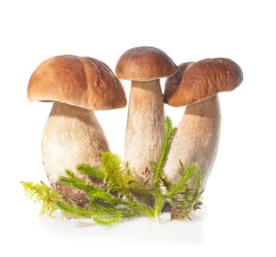 三株蘑菇伴生翠绿苔藓