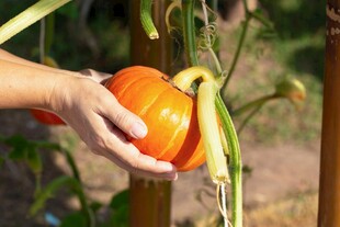 手摘成熟橙色南瓜