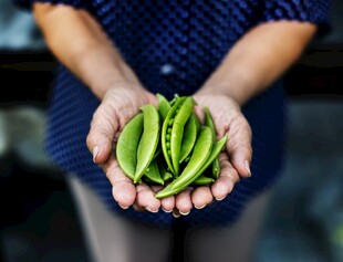 手中鲜嫩的绿色豌豆荚