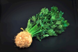 新鲜根茎欧芹