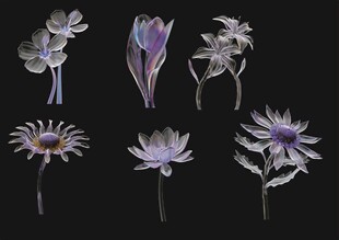 紫色花卉特写集合