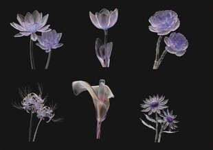 紫色花卉特写集合