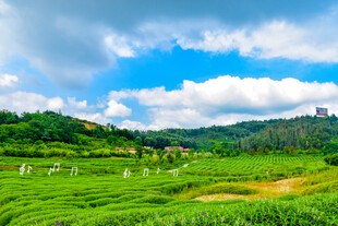 田园绿野风光美景