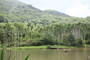 山林湖畔的悠然景象