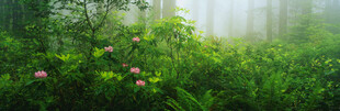 雾中花草绿意盎然的自然