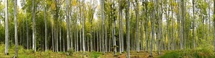 茂密竹林景观