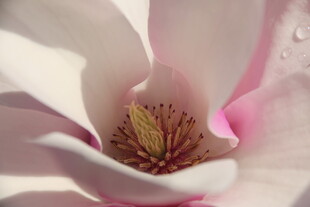 玉兰花特写