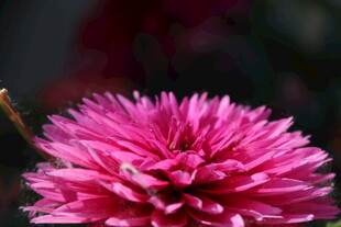 艳丽粉色花朵特写 菊花